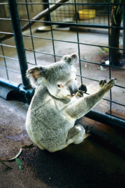 Koala (Phascolarctos cinereus), Magnetic Island
