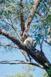 Koala (Phascolarctos cinereus), Magnetic Island