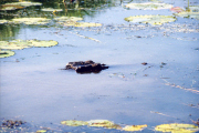 Leistenkrokodil (Crocodylus porosus), Kakadu National Park