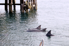 Shark Bay. Monkey Mia. Delphine (Delphinidae) mit Brillenpelikan (Pelecanus conspicillatus)