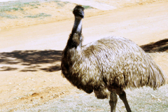 Exmouth. Grosser Emu (Dromaius novaehollandiae) im Camp