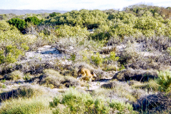Cape Range NP bei Exmouth, Wallaby