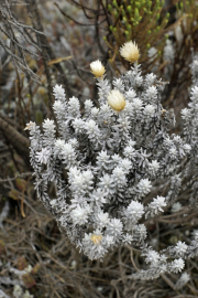 Strohblume (helichrysum newii). Kilimanjaro NP. Marangu-Route, Tag 2