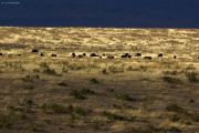 Kaffernbüffel-Herde (syncerus caffer). Ngorongoro Conservation Area