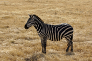 Steppenzebra (equus quagga boehmi). Ngorongoro Conservation Area