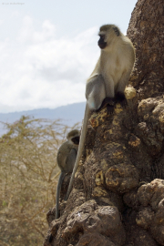 Südliche Grünmeerkatzen (chlorocebus pygerythrus). Ngorongoro Conservation Area