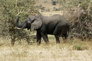 Afrikanischer Elefant (loxodonta africana). Ngorongoro Conservation Area