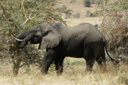 Afrikanischer Elefant (loxodonta africana). Ngorongoro Conservation Area