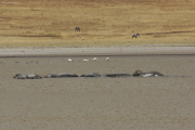 Flusspferde (hippopotamus amphibius). Ngorongoro Conservation Area