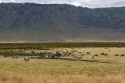 Herde aus Zebras und Gnus. Ngorongoro Conservation Area