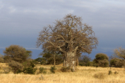 Baobab. Tarangire NP
