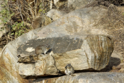 Klippschliefer (procavia capensis). Tarangire NP