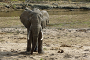 Afrikanischer Elefant (loxodonta africana). Tarangire NP