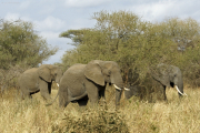 Afrikanische Elefanten (loxodonta africana). Tarangire NP