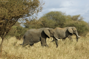 Afrikanische Elefanten (loxodonta africana). Tarangire NP