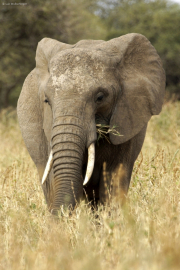 Afrikanischer Elefant (loxodonta africana). Tarangire NP