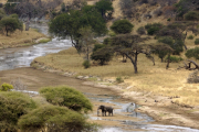 Elefant im Tarangire-Fluss. Tarangire Safari Lodge. Tarangire NP