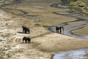 Elefanten am Tarangire-Fluss. Tarangire Safari Lodge, Tarangire NP