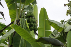 Bananenbaum mit Staude