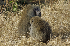 Anubispaviane (papio anubis). Ngorongoro Conservation Area
