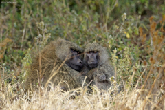 Anubispaviane (papio anubis). Ngorongoro Conservation Area