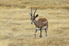 Grant-Gazelle (nanger granti). Ngorongoro Conservation Area