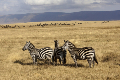 Steppenzebras (equus quagga boehmi). Büffelherde im Hintergrund. Ngorongoro Conservation Area
