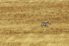 Steppenzebra (equus quagga boehmi). Ngorongoro Conservation Area