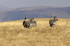 Steppenzebras (equus quagga boehmi). Ngorongoro Conservation Area