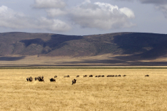 Herde von Weißbartgnus (connochaetes taurinus mearnsi). Ngorongoro Conservation Area