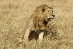 Löwe (Panthera leo). Ngorongoro Conservation Area