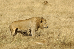 Löwe (Panthera leo). Ngorongoro Conservation Area