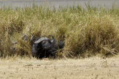Kaffernbüffel (syncerus caffer). Ngorongoro Conservation Area