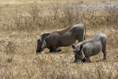 Warzenschweine (phacochoerus africanus). Ngorongoro Conservation Area
