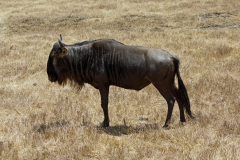 Weißbartgnus (connochaetes taurinus mearnsi). Ngorongoro Conservation Area
