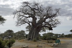 Baobab beim Eingang zum Tarangire National Park