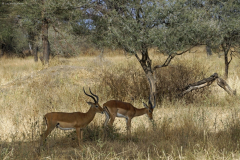 Impalas (m, aepyceros melampus). Tarangire NP