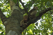 Junge Javaneraffen (Macaca fascicularis). Erawan Natinalpark. Bei Kanchanaburi