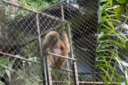 Gibbon im Gibbon Rehabilitation Project, Phuket. -> http://www.gibbonproject.org/