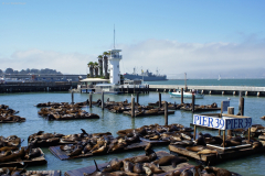 Sea Lions of Pier 39, San Francisco, CA